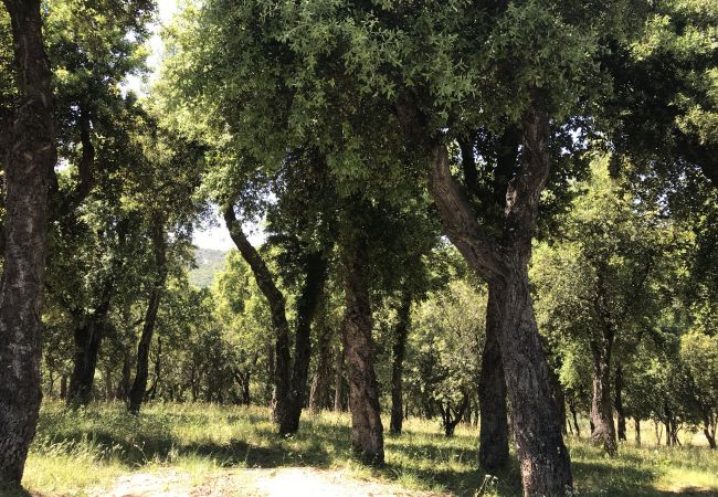 Maison à Le Plan-de-la-Tour - MAZET CORIOLAN DANS RÉSIDENCE PRIVÉE AVEC PISCINE Maison à Le Plan-de-la-Tour - MAZET CORIOLAN DANS RÉSIDENCE PRIVÉE AVEC PISCINE